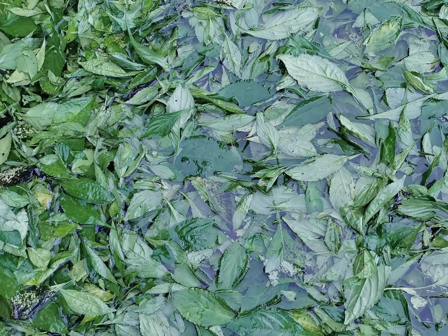 蓝靛体验包:零基础也能轻松上手的草木染色神器!-蜡染印染-淘宝好物网