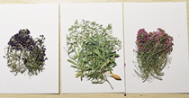 Smart Valley Handicraft Classroom Fine Flower Materials: Fragrant Snowball Dried Flowers Embossed Flowers (10 pieces)