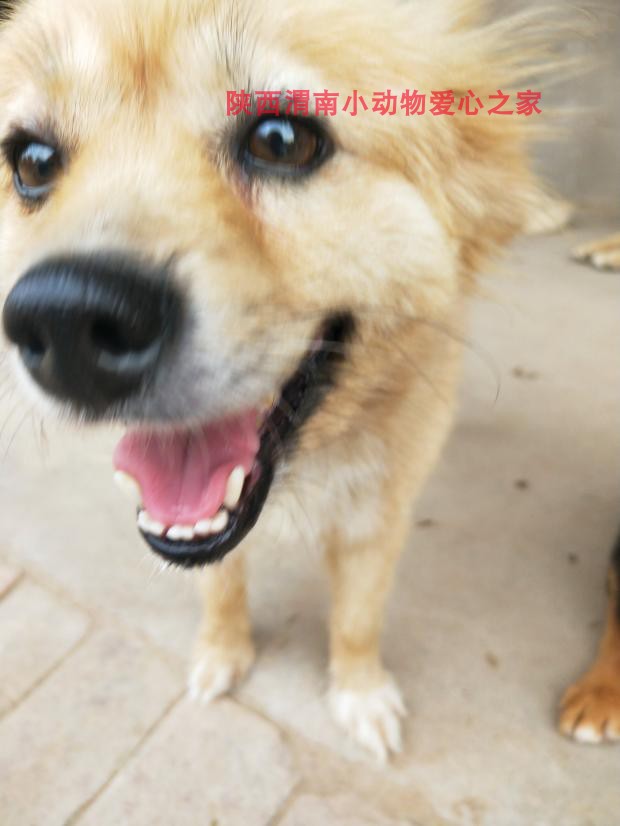 Give a smile Baobao people's snacks Shaanxi Weinan Small Animal Love Home-Taobao