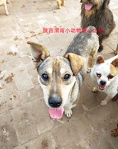 Let your love for the whole year have a home Shaanxi Weinan small animal love home