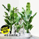 Telihui Free Shipping Simulated Plant Banana Traveler Banana