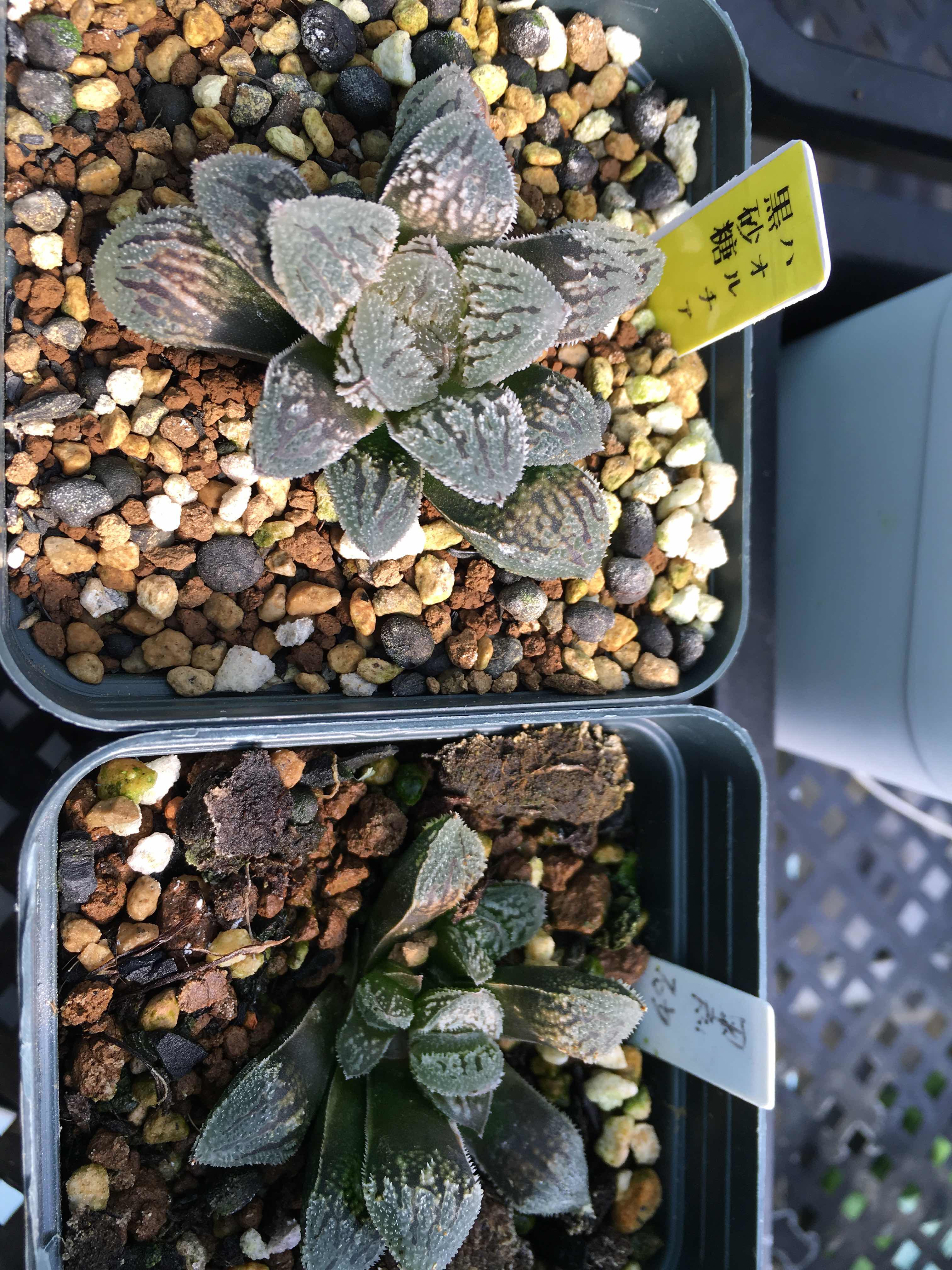 多肉植物12卷黑砂糖