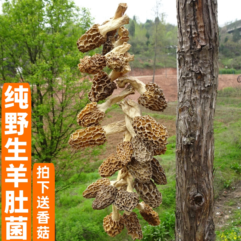 New dried morel mushrooms wild 500g self-picked mushroom edible mushroom special special grade dried lamb belly mushroom soup ingredients