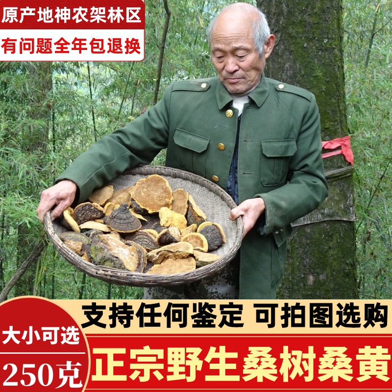 Shennongjia Wild Mulberry Mulberry yellow premium Phnom Penh Mulberry yellow Ganoderma lucidum whole branch 250g non-Tibetan Mulberry Yellow tea