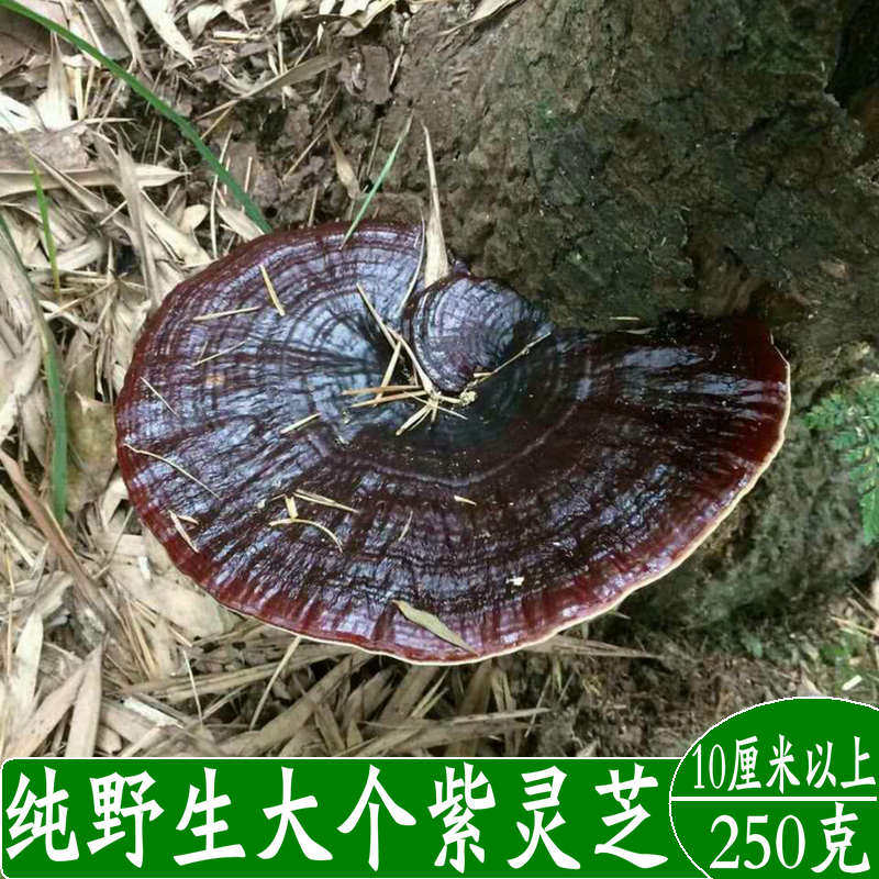 Pure wild purple Ganoderma lucidum Wild black ganoderma lucidum deep mountain Ganoderma lucidum whole branches Nyingchi can slice toner 250 grams without bitterness
