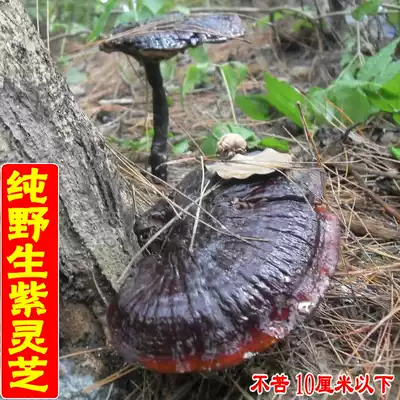 Deep mountains pure wild purple Ganoderma lucidum wild black Ganoderma lucidum not bitter Ganoderma lucidum Linzhi can slice Toner 250g