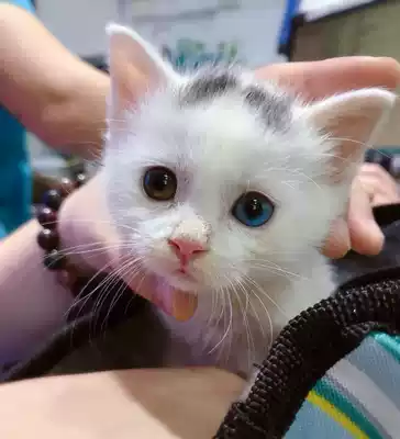 Postage supplement to fill the post of mono-shoot hyperlinks