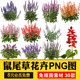 Sage Flower Png Free Cutout Material Psd Format Plant Landscape Architecture Garden Scenery High Definition with Names
