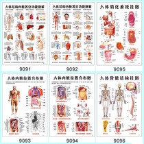 Body structure map Acupoint medical anatomy picture Internal organ skeletal muscle structure wall chart