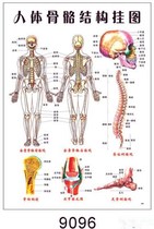 Body structure map Acupoint medicine Human anatomy picture visceral organ skeletal muscle structure wall map painting whole body