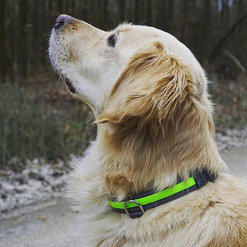 Yongyou Laino luminous collar leash night dog walking safety large dog can be charged with USB port for pets