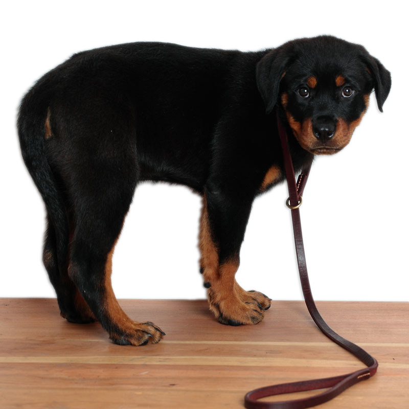 Yongyou dog leather traction rope for easy travel