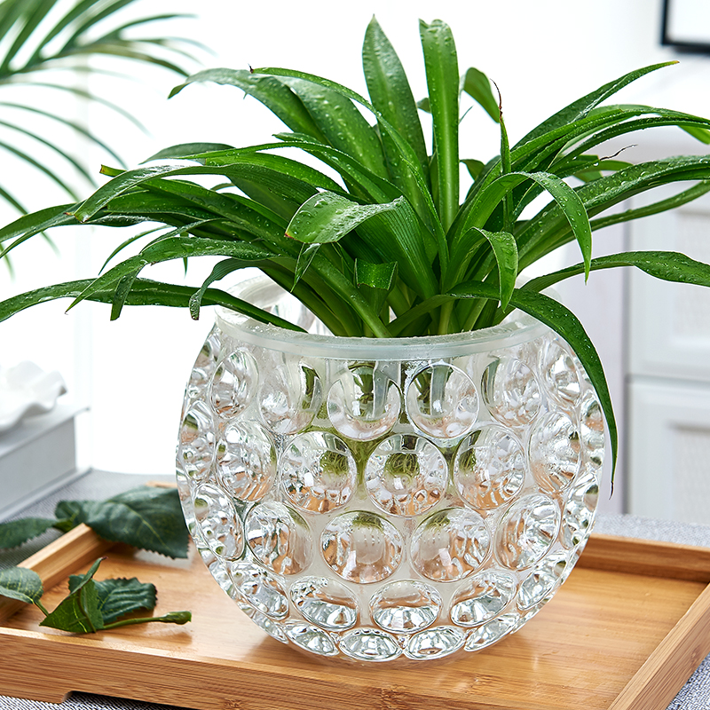 Hydropony ware Creative glass flower pots hydroponic plant bottles transparent floras gold Ge cumin money grass vase round containers