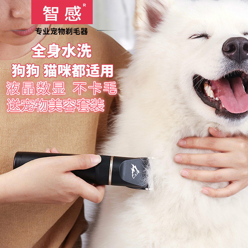 Golden dog shaver Teddy Pets Special cat pushes dog pusher pusher pusher dog hair pusher