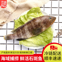 Seafood Dongshan Sea-caught grouper 500g seafood is shipped frozen and source of origin is sincerely recruited
