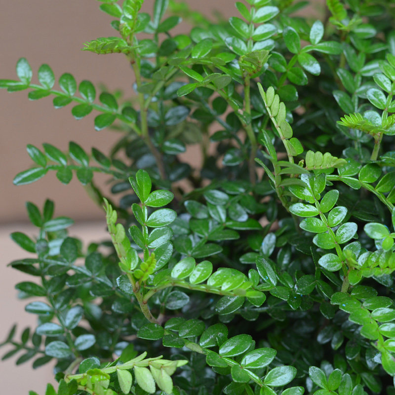 �Ӻ�ԵС��������ľ