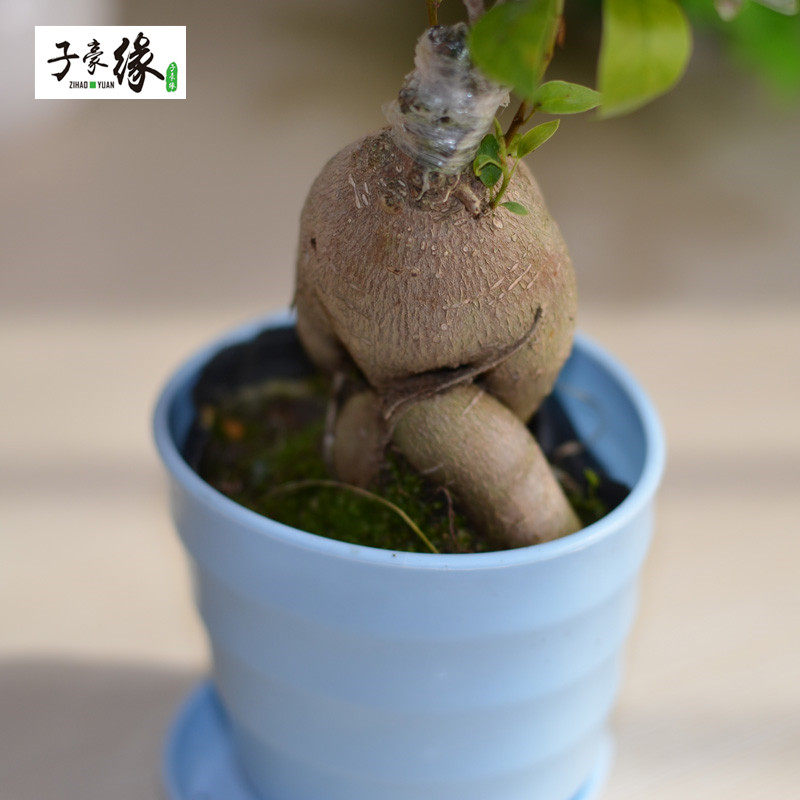 �Ӻ�Ե��������������