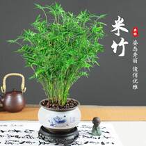 Water bacon rice bamboo with root bamboo potted green plant indoor living-room water raising south Tianzhu small Fengwei ornamental bamboo seedlings