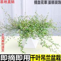 千叶吊兰盆栽观叶植物面包烘焙糕点装饰蛋糕点缀垂吊绿植四季常青