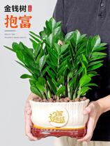 Money Tree Potted Living Room Indoor Green Planting Money Strings offices Desktop Merchants The Four Seasons Good to raise a great boutique