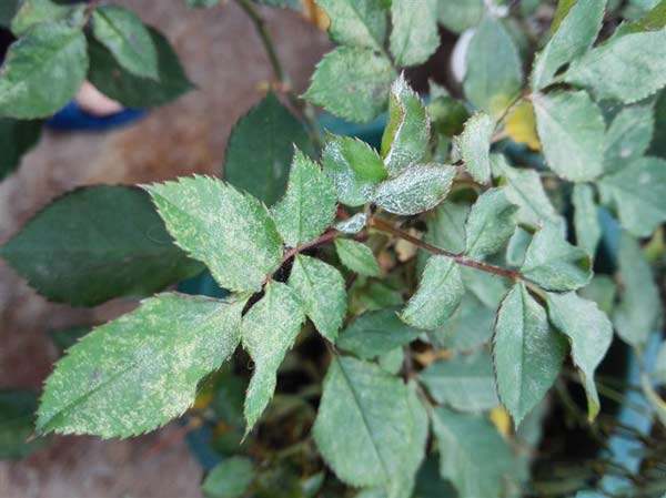 月季红蜘蛛和白粉，这样杀真的太好笑了！