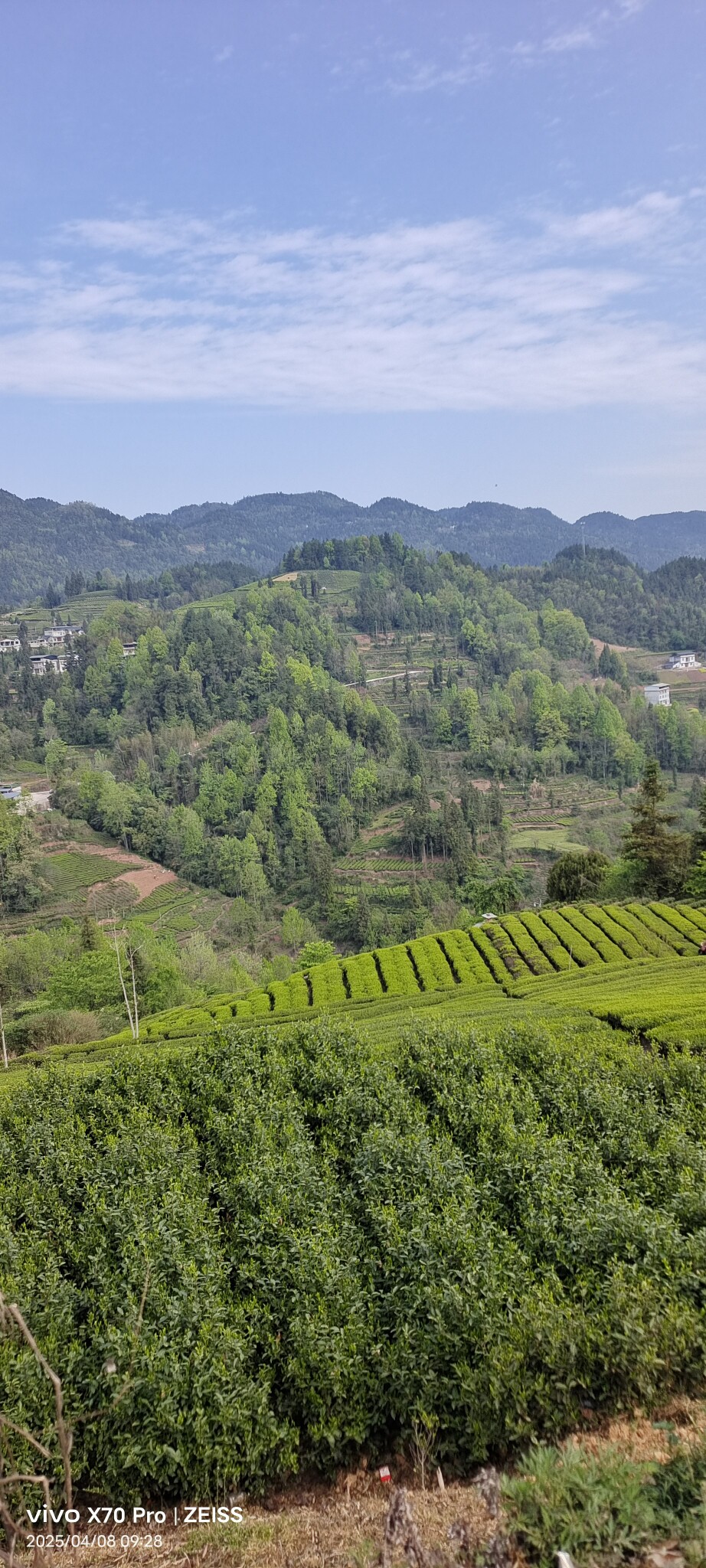 恩施硒茶恒峰