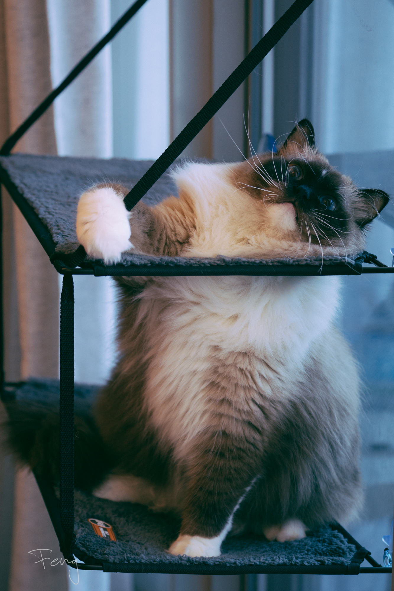 Cat hammock cat climbing frame can be adsorbed cat litter with single and double layer cat bed for pet sleeping (cat house for own use)
