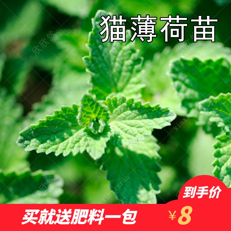 Catnip Cat grass potted seeds seedling Fresh edible mint leaves Four seasons Vanilla seedlings Ornamental mosquito repellent grass