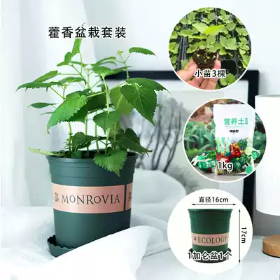 Huoxiang seed seed seedling potted edible Four Seasons balcony plant Sichuan fish leaf fresh vegetable vanilla seedling