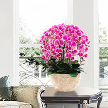 Hejia high-end simulated phalaenopsis dried flowers green plants potted flowers indoor living room decorations fake flowers