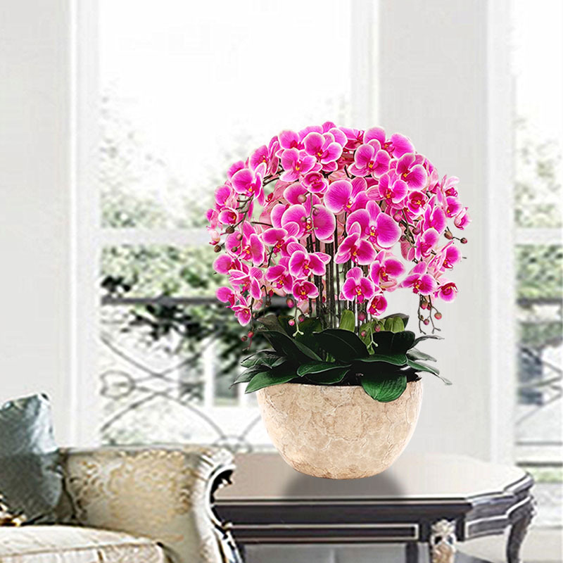 High-End Realistic Phalaenopsis Orchid Dried Flower Green Plant Potted Arrangement for Indoor Living Room Decoration Artificial Flower High-End Realistic Phalaenopsis Orchid Dried Flower Green Plant Potted Arrangement for Indoor Living Room Decoration Artificial Flower