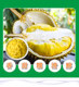 Sultan King AA grade d24 durian puree commercial seedless frozen pulp puree durian filling baked SF