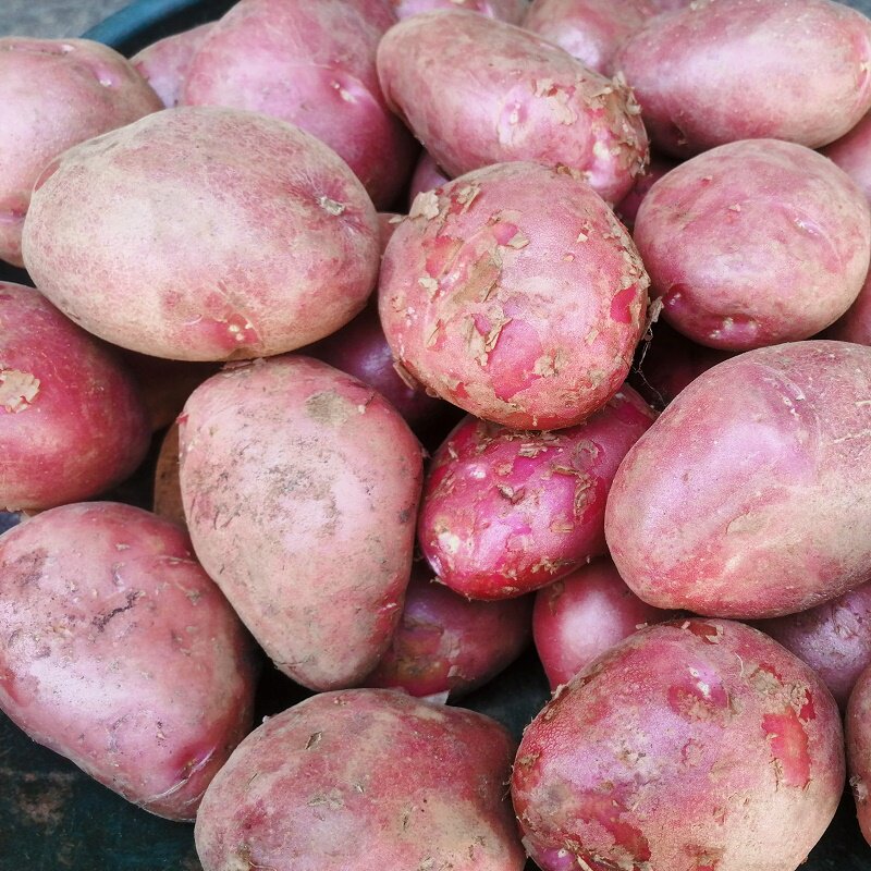 Yunnan Plateau Red Peel Yellow Hearts Fresh Potato Small Potatoes 5 Catty Live Seconds Kill Hyperlinks