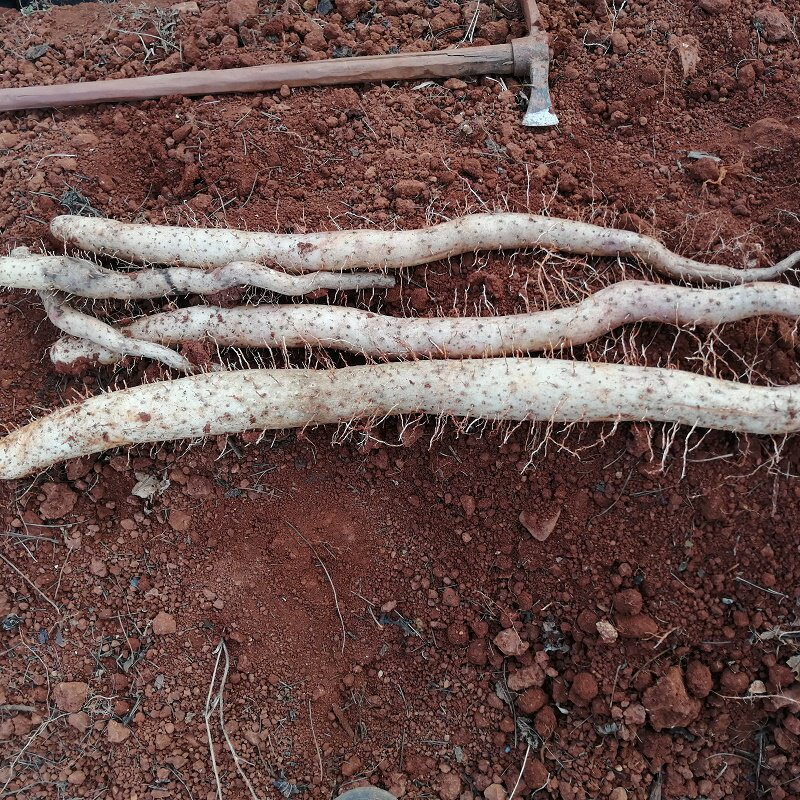 2021 New goods Yunnan Dali high mountain fresh yam now digs and now hair and soup yam five catties