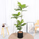 High-End Artificial Green Plant Bread Tree for Indoor Living Room, Light Luxury Atmosphere, Fake Tree for Shopping Mall Window Display, Large Floor-Standing Decoration