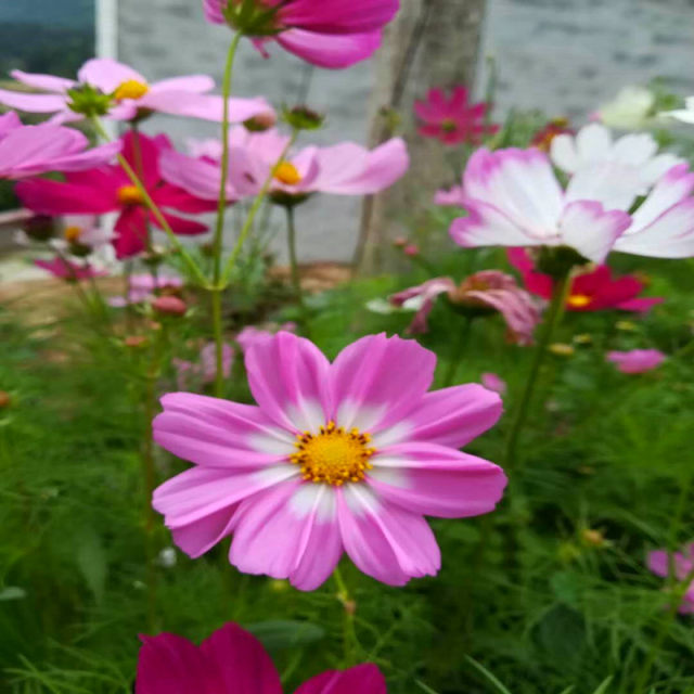 Cosmos flower seeds, Gesang flower wildflower combination, flower seeds that bloom in all seasons, can be planted indoors and outdoors.