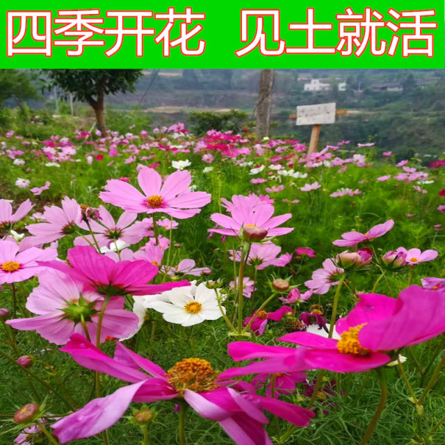 Cosmos flower seeds, Gesang flower wildflower combination, flower seeds that bloom in all seasons, can be planted indoors and outdoors.