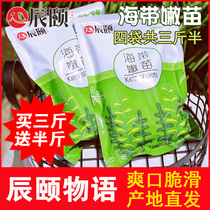 Chen Summers Kelp Seedling Tender Grade Fresh Xiaopu Special Products Salted Aquatic Small Kelp Bud Fry 3 catty Skirt With Vegetable