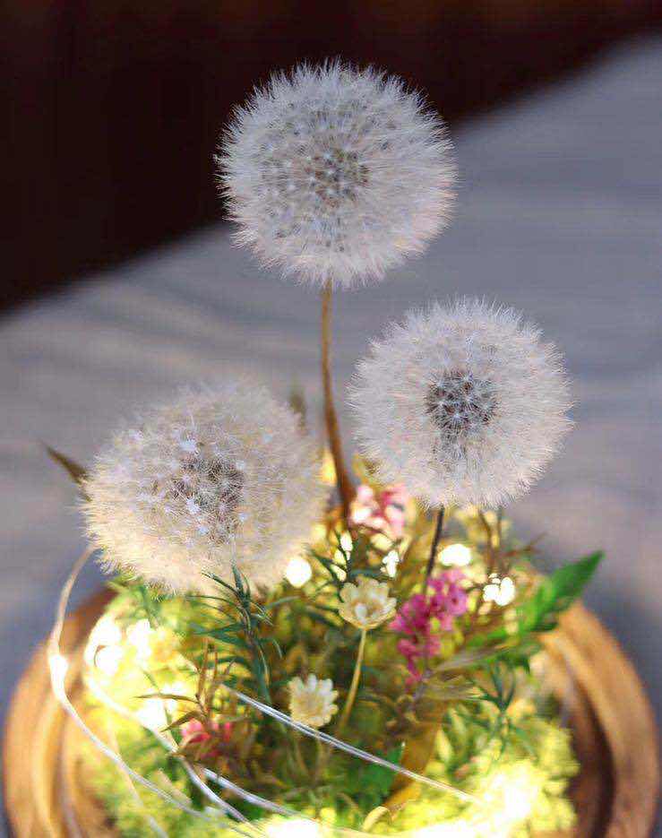 Simple small fresh dandelion dried flower drop glue immortal flower glass cover handmade finished DIY accessories decoration