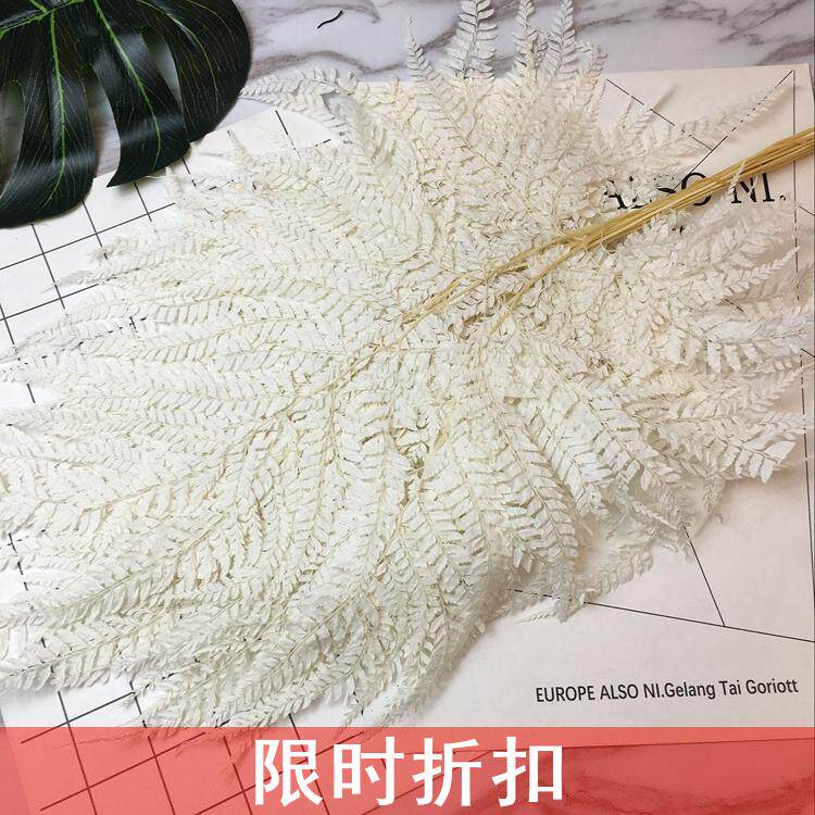 Japan imports the large agricultural garden evergreen flower fern leaf fern plant white green leaf leaves