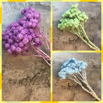 Japanese small waxy chamomile Chrysanthemum Forever Flowers Earth Farmyard Small Silver Chrysanthemum with flower flower bouquet 32052