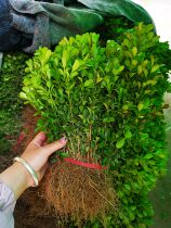 Boxwood with melon seeds boxwood bed seedlings boxwood potted plants garden villa road greening planting no leaves falling in all seasons