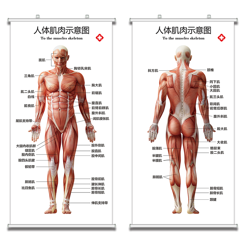 Muscle Anatomy Chart