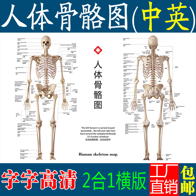 高清標準人體骨骼圖全身掛牆海報 骨骼肌肉解剖圖橫版學習用