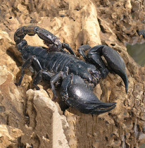 Rain forest scorpion oversized individual alien pet living crawler crawler desert scorpion docile novice office pet