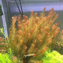Red pine tail fish tank aquatic plants landscaping package hydroponic lazy Moss oxygen negative centipede grass sunken wood water Banyan