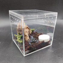 Asian pet scorpion rain forest scorpion male and female breeding group climbing pet black scorpion black scorpion docile acrylic feeding set