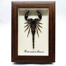 True insect specimen tropical rainforest butterfly scorpion centipede specimen childrens gift science textbook collection ornaments