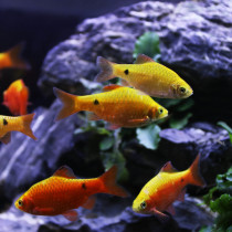 Golden ingot fish cold water fish rose crucian carp fish
