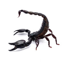 Large individual rain forest scorpion pregnant mother pregnant individual bag pregnant pet scorpion novice docile